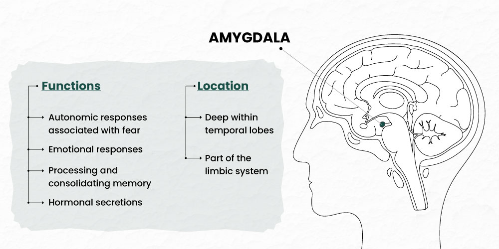amygdala Amygdala